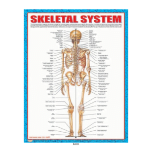 3D CHARTS : SKELETOL SYSTM - BACK