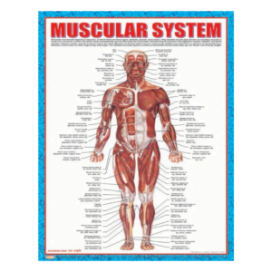 3D CHARTS : MUSCULAR SYSTM - FRONT