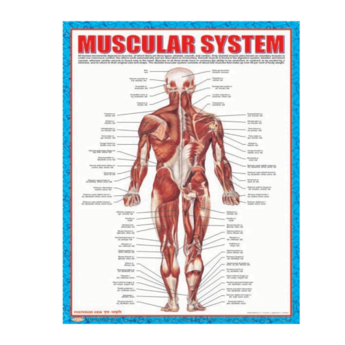 3D CHARTS : MUSCULAR SYSTM - BACK