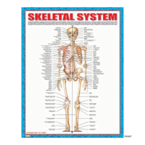 3D CHARTS : SKELETOL SYSTM - FRONT