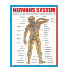 3D CHARTS : NERVOUS SYSTM