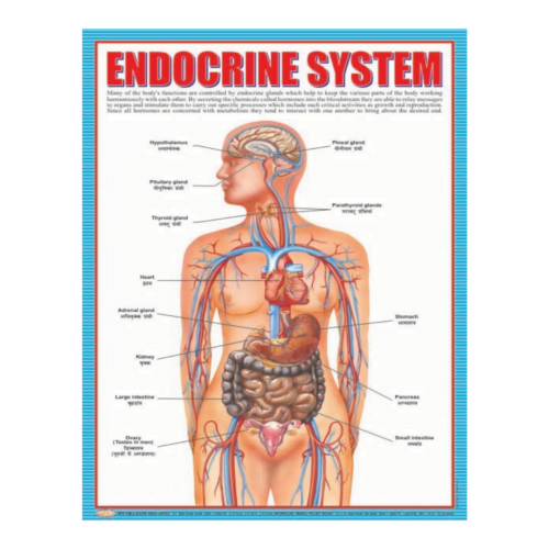 3D CHARTS : ENDOCRINE SYSTM