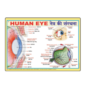 3D HUMAN EYE CHART