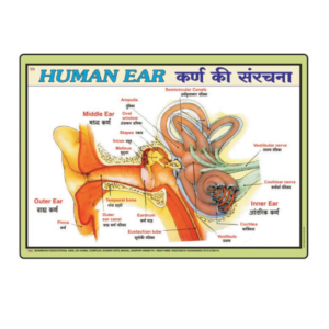 3D HUMAN EAR CHART