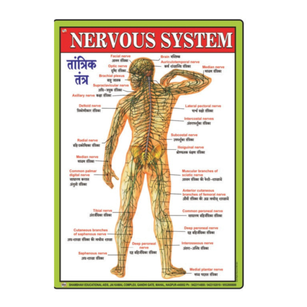 NERVOUS SYTM CHART