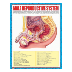 3D CHARTS : MALE REPRODUCTIVE SYSTM