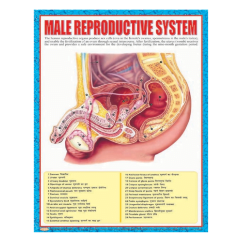 3D CHARTS : MALE REPRODUCTIVE SYSTM