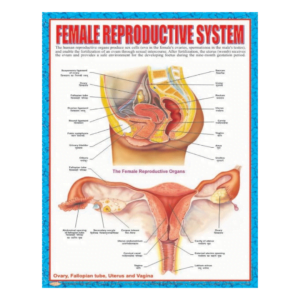 3D CHARTS : FEMALE REPRODUCTIVE SYSTM
