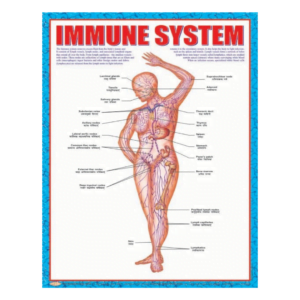 3D CHARTS : IMUNE SYSTM