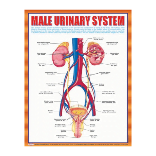 3D CHARTS : MALE URINARY SYSTM
