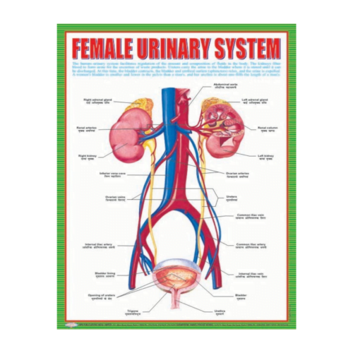 3D CHARTS : FEMALE URINARY SYSTM