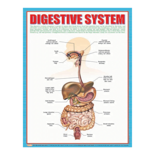 3D CHARTS : DIGESTIVE SYSTM