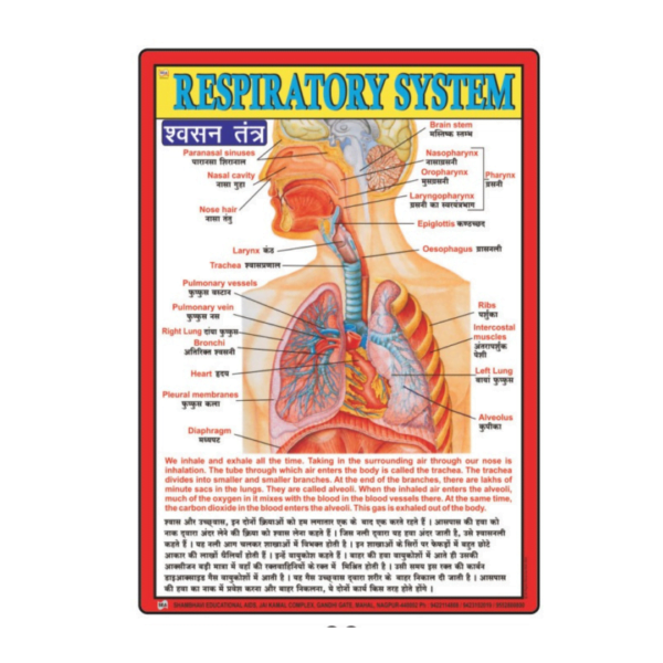 3D RESPIRATORY CHART