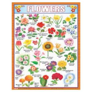 3D CHARTS : FLOWERS