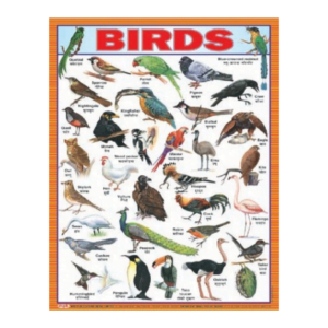 3D CHARTS : BIRDS
