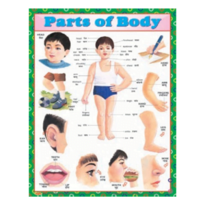 3D CHARTS : PARTS OF BODY