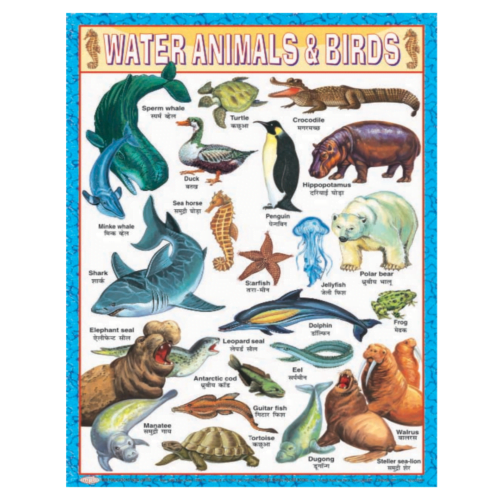 3D CHARTS : WATER ANIMALS