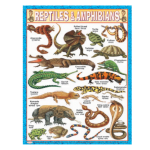 3D CHARTS : REPTILES